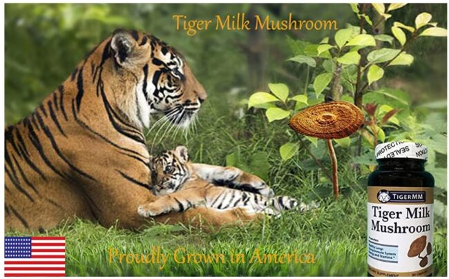 TigerMM Tiger Milk Mushroom (Lignosus Rhinocerus) Lung Support Supplement